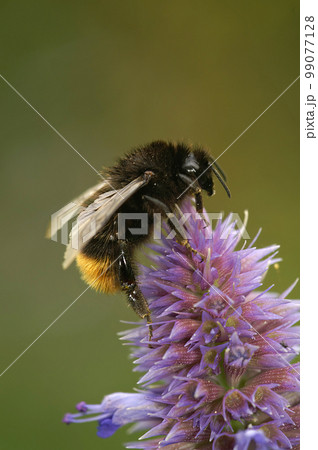 Closeup on a Red-tailed bumblebee, Bombus lapidarius feeding on a purple Agastache rugosa flower Closeup on a Red-tailed bumblebee, Bombus lapidarius feeding on a purple Agastache rugosa flower 99077128