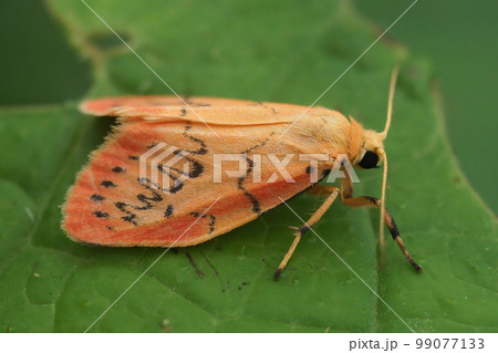 Closeup on the colorful pink Rosy Footman, Miltochrista miniata sitting on a green leaf 99077133
