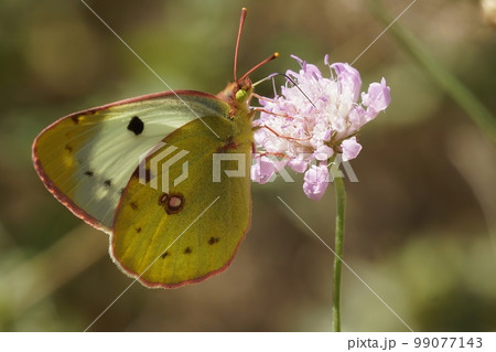 Closeup on Berger's clouded yellow butterfly , Colias alfacariensis siting on a pink scabious flower 99077143
