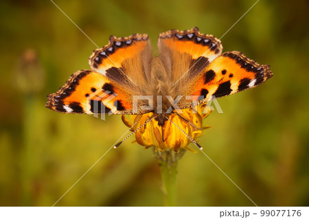 Closeup on a Small tortoiseshell butterfly, Aglais urticae sitting with spread wings Closeup on a Small tortoiseshell butterfly, Aglais urticae sitting with spread wings 99077176