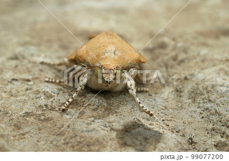 Frontal closeup on the Broad-bordered Yellow underwing owlet moth, Noctua fimbriatasitting on a stone 99077200