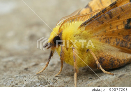 Closeup on the colorful Canary-shouldered Thorn moth, Ennomos alniaria, sitting with open wings 99077203