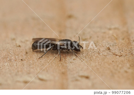 Closeup on a small dark, harebell carpenter-bee , Chelostoma campanulorum Closeup on a small dark, harebell carpenter-bee , Chelostoma campanulorum 99077206