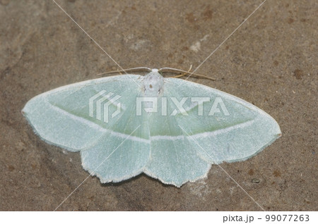 Closeup on the light emerald geometer moth,Campaea margaritata, with spread wings 99077263