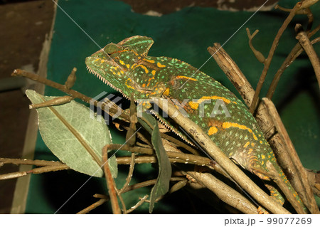 Closeup on a veiled chameleon, Chamaeleo calyptratus, in a terrarium at the Zoo 99077269