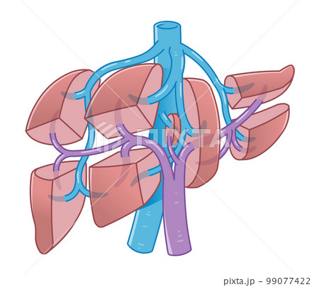 肝臓、門脈、下大静脈、肝静脈のイラスト 99077422