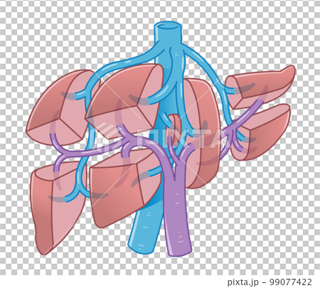 肝臓、門脈、下大静脈、肝静脈のイラスト 99077422