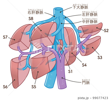 肝臓、門脈、下大静脈、肝静脈のイラスト 99077423