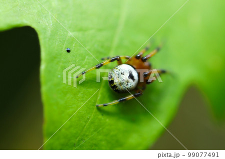 アフリカ民族化粧のような不思議な白い縞模様の入ったビジョオニグモが青葉の上で静止しているマクロ画像。 99077491