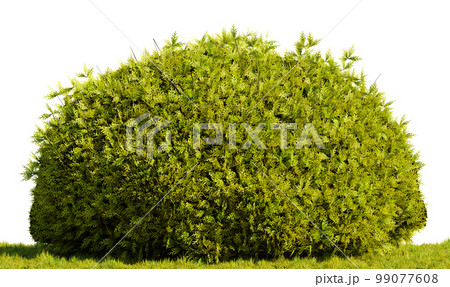 Green bush thuja on white transparent background. 3D rendering illustration 99077608