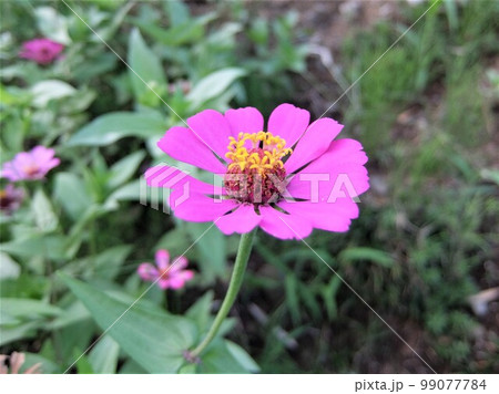 初夏から晩秋まで、長い間咲く 寿命の長い花 初夏から晩秋まで、長い間咲く 寿命の長い花 99077784