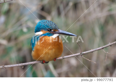 都会の川辺のカワセミ 都会の川辺のカワセミ 99077791