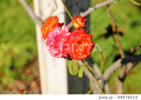 バラの花 ふれ太鼓 バラの花 ふれ太鼓 99078019