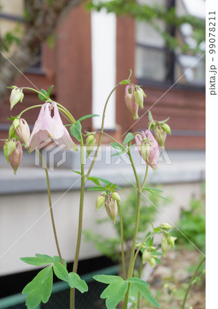 リンネソウの花 99078211