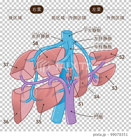 肝臓、門脈、下大静脈、肝静脈のイラスト 99078351