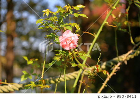 バラの花 リバプールエコー バラの花 リバプールエコー 99078411