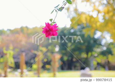バラの花　パレード 99078415