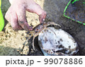 手で捕まえたスナガニ 99078886
