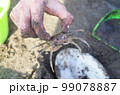 手で捕まえたスナガニ 99078887