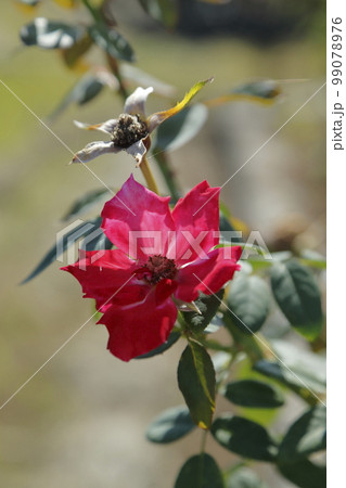 荒尾市　おもやい市民花壇　バラの花、 99078976