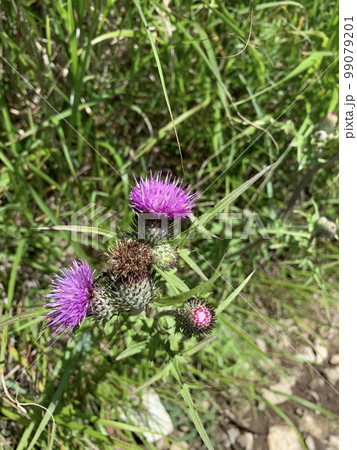 草むらの中にピンク色の花 99079201