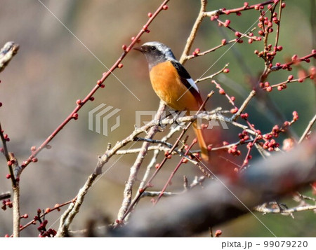 梅の木の枝に留まった野鳥ジョウビタキのオス 99079220
