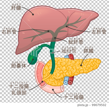 肝臓・膵臓・胆嚢・胆道のイラスト 肝臓・膵臓・胆嚢・胆道のイラスト 99079502