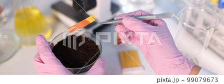 Laboratory analysis of soil. Scientist measures pH of soil sample with litmus strips 99079673