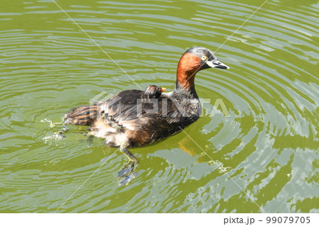 カイツブリの親子 カイツブリの親子 99079705