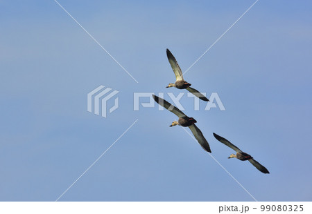高いところを飛ぶ3羽のカルガモ 高いところを飛ぶ3羽のカルガモ 99080325