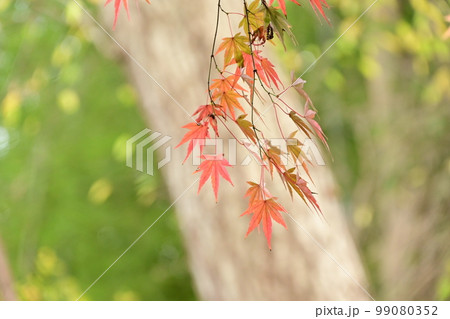 日本の紅葉Japanese autumn ieves 99080352