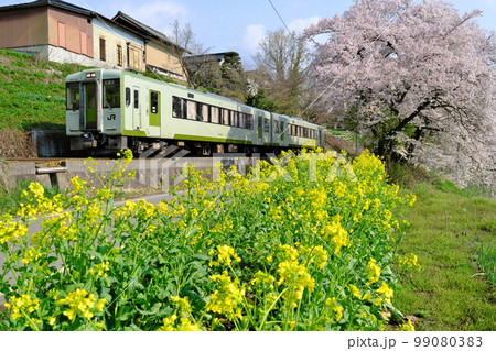 春の信州 朝陽を浴びた菜の花と桜に彩られたJR飯山線(替佐駅 - 上今井駅 間) 春の信州 朝陽を浴びた菜の花と桜に彩られたJR飯山線(替佐駅 - 上今井駅 間) 99080383