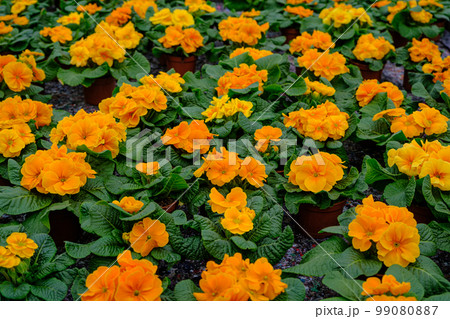 Ornamental plants and flowers grow for gardening in modern greenhouse Ornamental plants and flowers grow for gardening in modern greenhouse 99080887