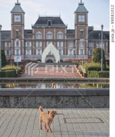 トイプードルとお散歩 99081012