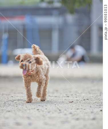 トイプードルとお散歩 99081013