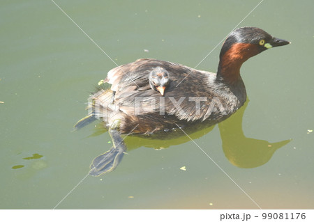 カイツブリの親子　子をおんぶ 99081176