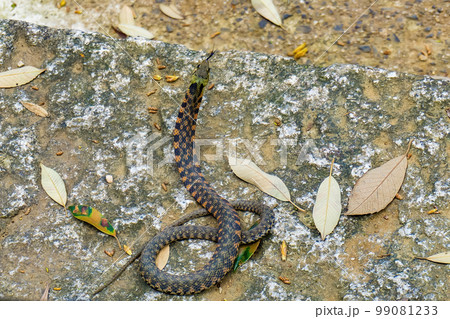 威嚇して背中を見せるヤマカガシ 99081233