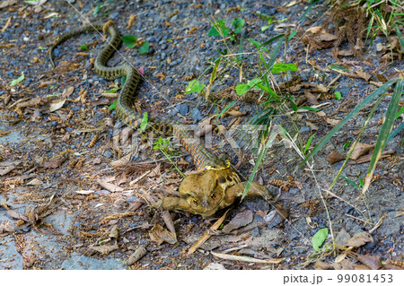 ヒキガエルを捕食するヤマカガシ ヒキガエルを捕食するヤマカガシ 99081453