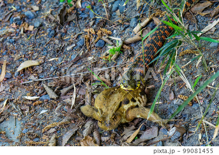 ヒキガエルを捕食するヤマカガシ ヒキガエルを捕食するヤマカガシ 99081455
