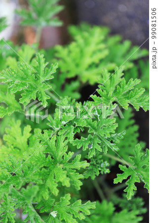 ゼラニウム　0011 99081506