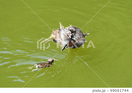 カイツブリの子育て 99081744