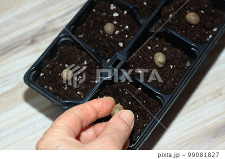 Planting bulbils of Chinese yam, lat. Dioscorea opposita in reusable plastic tray on wooden table Planting bulbils of Chinese yam, lat. Dioscorea opposita in reusable plastic tray on wooden table 99081827