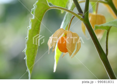 Ripe fruit of Physalis peruviana with husk in the garden Ripe fruit of Physalis peruviana with husk in the garden 99081831
