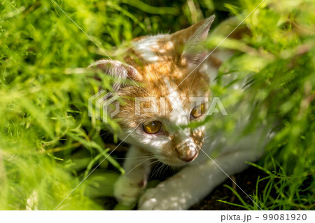 まちぶせ~ほうき草と猫のミニラ まちぶせ~ほうき草と猫のミニラ 99081920