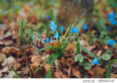Beautiful springtime closeup of blooming bright blue Siberian Squill flowers in garden Beautiful springtime closeup of blooming bright blue Siberian Squill flowers in garden 99082016