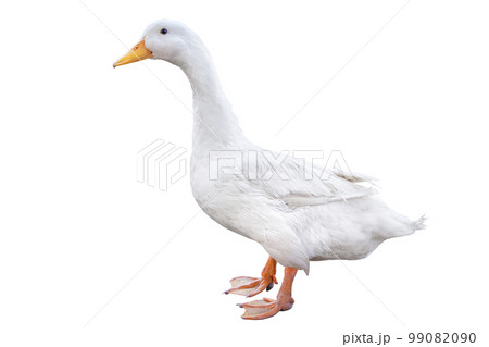 白背景のアヒル 99082090