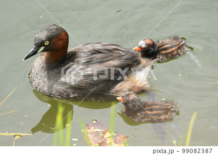 野鳥カイツブリの親子 野鳥カイツブリの親子 99082387