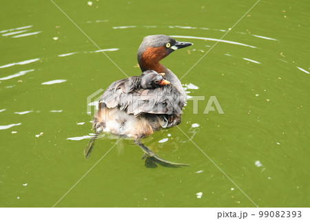 野鳥カイツブリの親子 野鳥カイツブリの親子 99082393