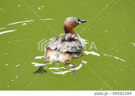 野鳥カイツブリの親子 99082394