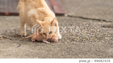 子猫をくわえる猫 99082429